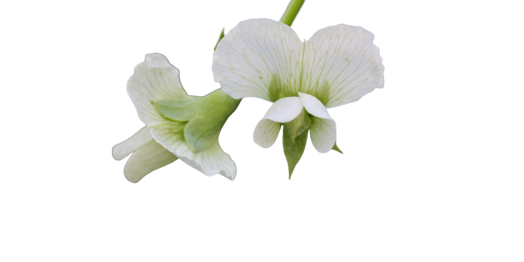 Zpevňující hrachový extrakt